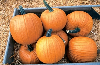 Picture of Pumpkin Racer F1